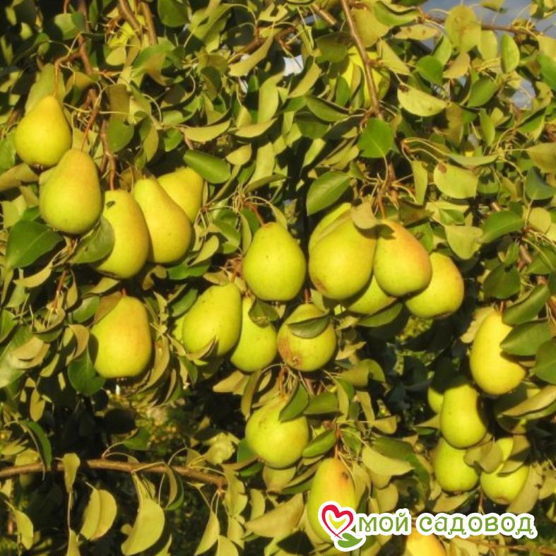 Груша Свердловчанка