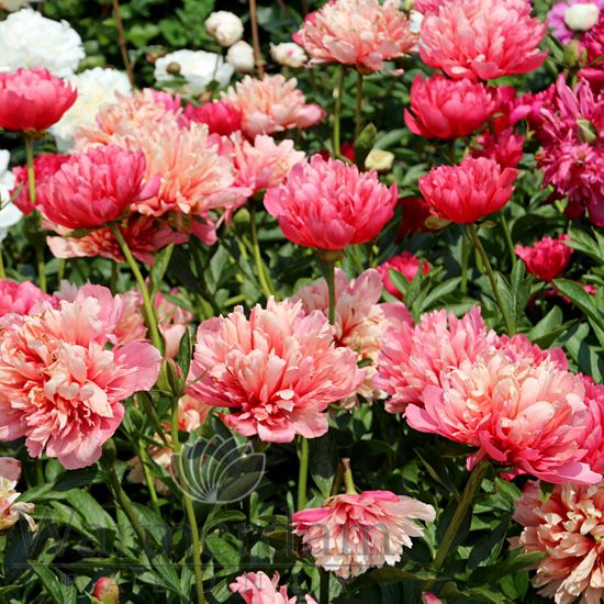 Пион Лорелей