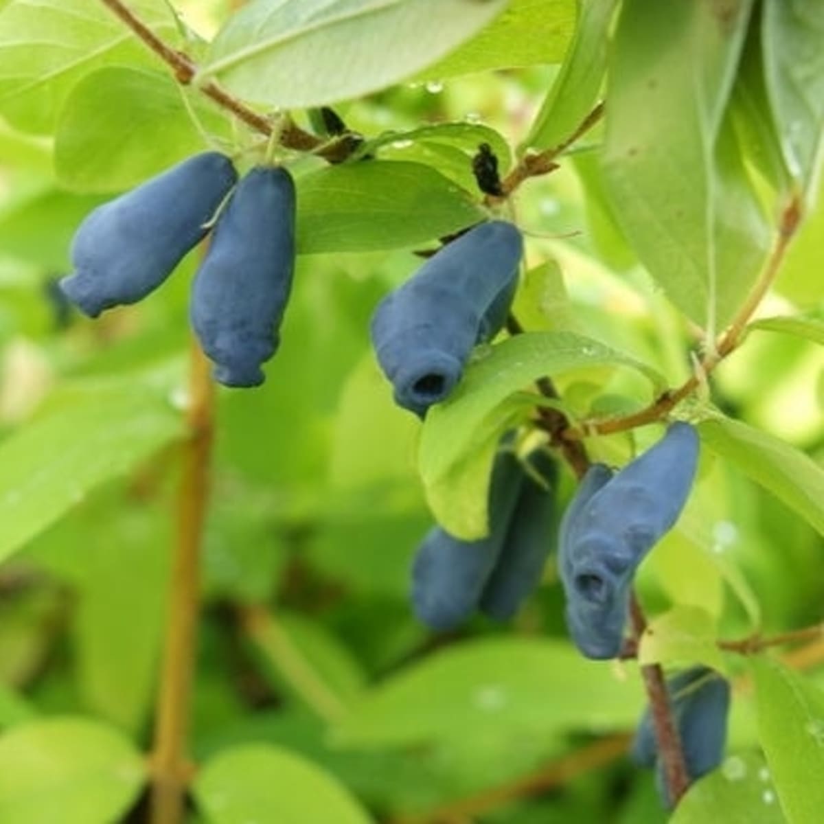 ЖИМОЛОСТЬ СИБИРЯЧКА