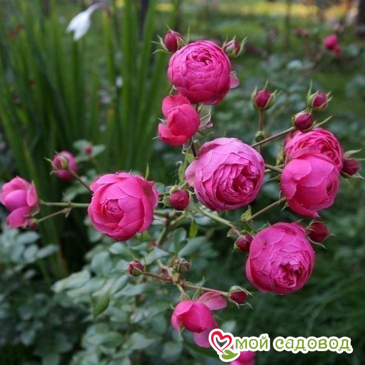 Роза Помпонелла