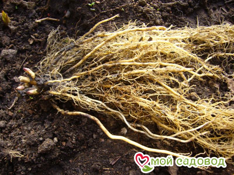 Флокс Дрим Джой