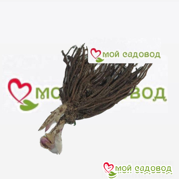 Морозник Сент Джемс